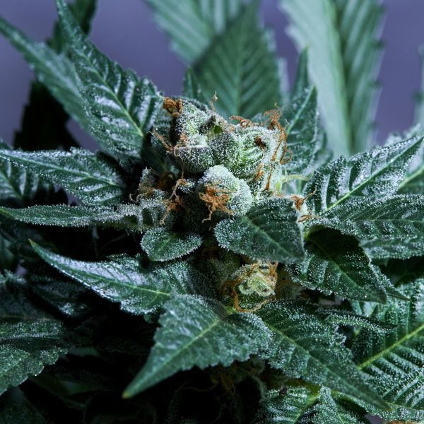 Acid Wash (Purple City Genetics) Feminiserede
