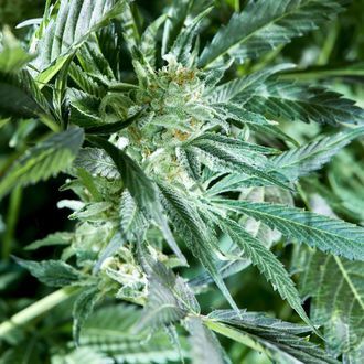 Fresh Pressed Runtz (Purple City Genetics) Feminiserede