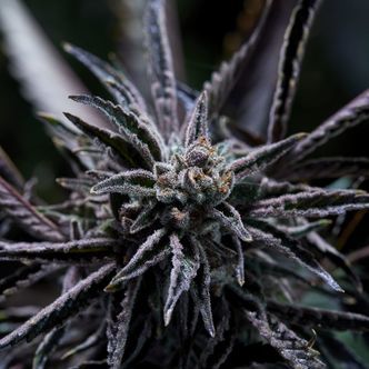 Forbidden Blueprint (Purple City Genetics) feminiserede