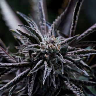 Forbidden Blueprint (Purple City Genetics) Feminiserede