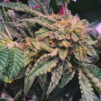 Alfajores (Purple City Genetics) Feminiserede