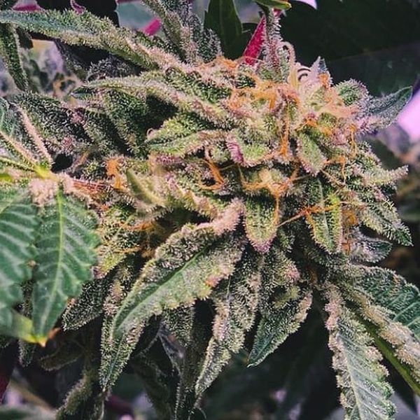Alfajores (Purple City Genetics) Feminiserede