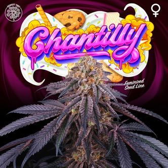 Chantilly (Perfect Tree) Feminiserede cannabisfr&oslash;