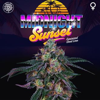 Midnight Sunset (Perfect Tree) Feminiserede