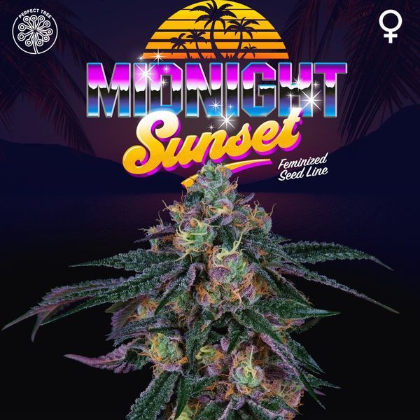 Midnight Sunset (Perfect Tree) Feminiserede