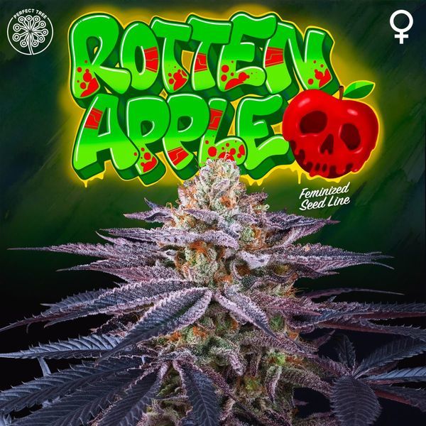 Rotten Apple (Perfect Tree) Feminiserede