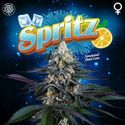 Spritz (Perfect Tree) Feminiserede