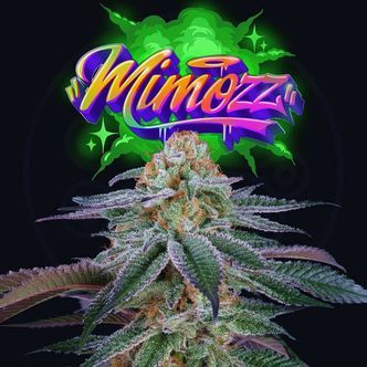 Mimozz (Perfect Tree) Feminiserede cannabisfr&oslash;
