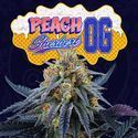Peach Sherbert OG (Perfect Tree) Feminiserede