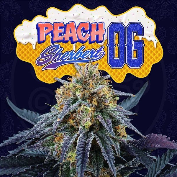 Peach Sherbert OG (Perfect Tree) Feminiserede