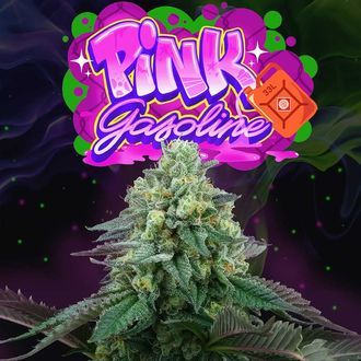 Pink Gasoline (Perfect Tree) Feminiserede