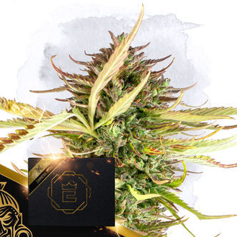 X (Zamnesia Seeds) Feminiserede cannabisfr&oslash;