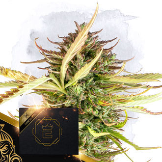 X (Zamnesia Seeds) Feminiserede