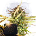 X (Zamnesia Seeds) Feminiserede