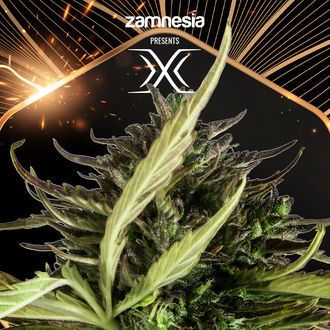 X (Zamnesia Seeds) Feminiserede