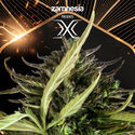 X (Zamnesia Seeds) Feminiserede