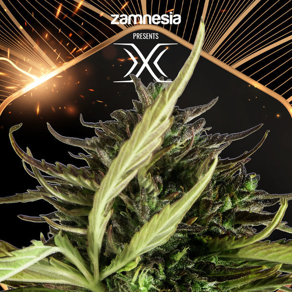 X (Zamnesia Seeds) Feminiserede
