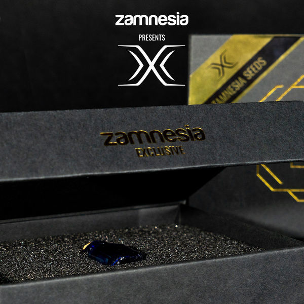 X (Zamnesia Seeds) Feminiserede