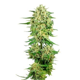 Royal Choco (Amsterdam Genetics) feminiserede cannabisfr&oslash;