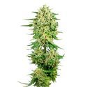 Royal Choco (Amsterdam Genetics) Feminiserede
