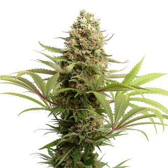 Banana Slush (Amsterdam Genetics) feminiserede cannabisfr&oslash;