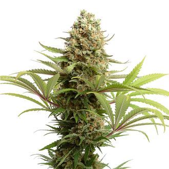 Banana Slush (Amsterdam Genetics) Feminiserede