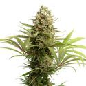 Banana Slush (Amsterdam Genetics) Feminiserede