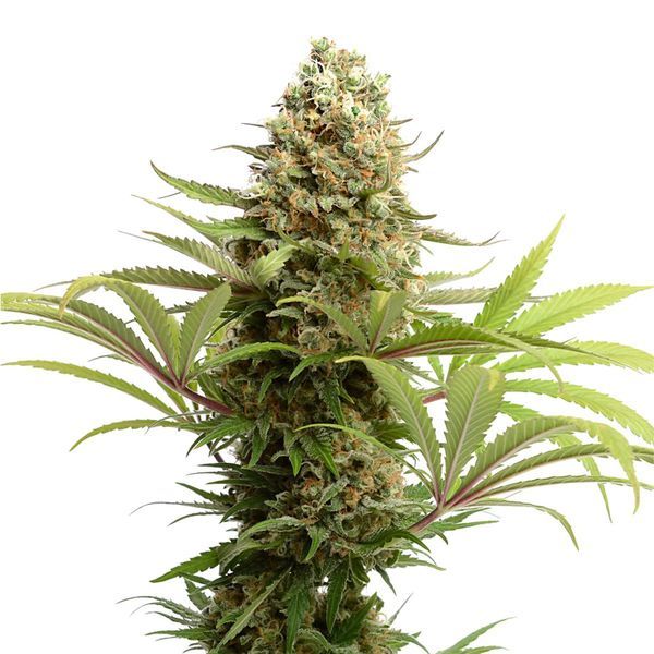 Banana Slush (Amsterdam Genetics) Feminiserede