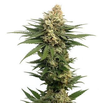 Dynamighty Autoflower (Amsterdam Genetics) Feminiserede