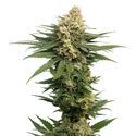 Dynamighty Autoflower (Amsterdam Genetics) Feminiserede