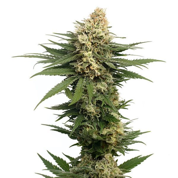 Dynamighty Autoflower (Amsterdam Genetics) Feminiserede