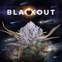 Blackout Autoflower (FastBuds x Zamnesia Seeds) Feminiserede