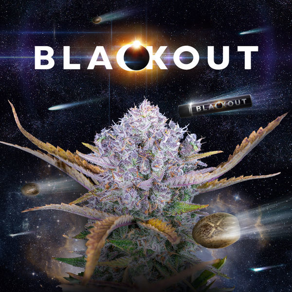 Blackout Autoflower (FastBuds x Zamnesia Seeds) Feminiserede