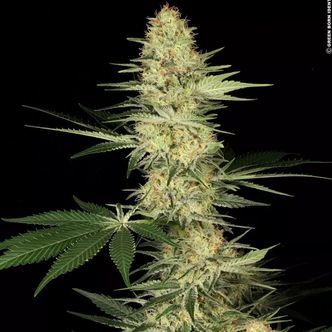 Lucid Bolt (Paradise Seeds) feminiserede cannabisfr&oslash;