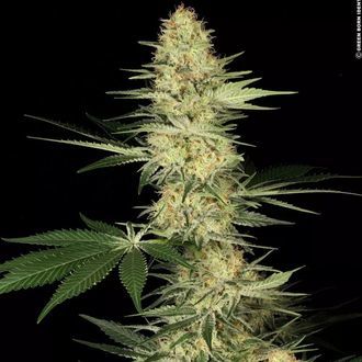 Lucid Bolt (Paradise Seeds) Feminiserede