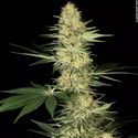 Lucid Bolt (Paradise Seeds) Feminiserede