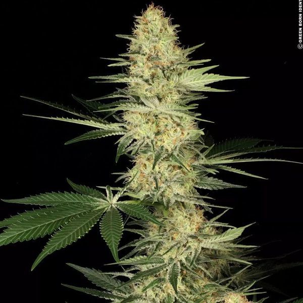 Lucid Bolt (Paradise Seeds) Feminiserede