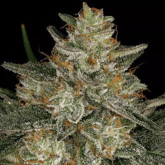 Dutch Kush (Paradise Seeds) feminiserede cannabisfr&oslash;