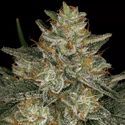 Dutch Kush (Paradise Seeds) Feminiserede