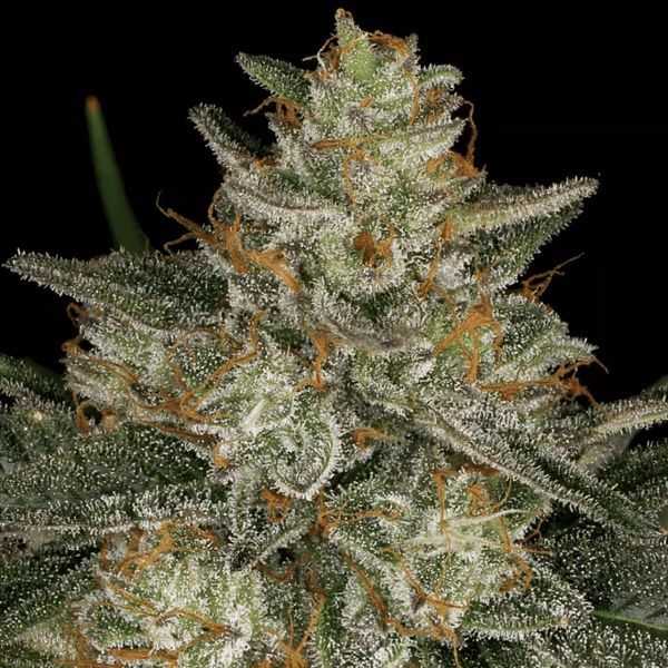 Dutch Kush (Paradise Seeds) Feminiserede