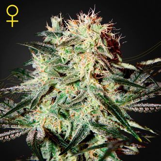 Arjan's Strawberry Haze (Greenhouse Seeds) feminiserede cannabisfr&oslash;