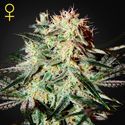 Arjan's Strawberry Haze (Greenhouse Seeds) Feminiserede