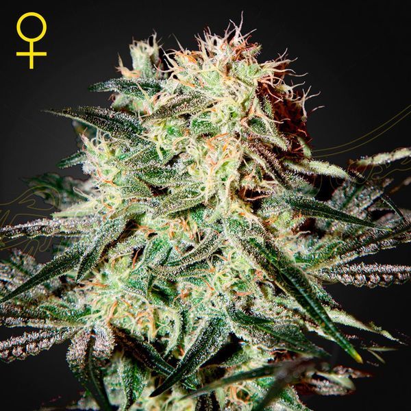 Arjan's Strawberry Haze (Greenhouse Seeds) Feminiserede