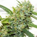 Vision Kosher (Vision Seeds) Feminiserede