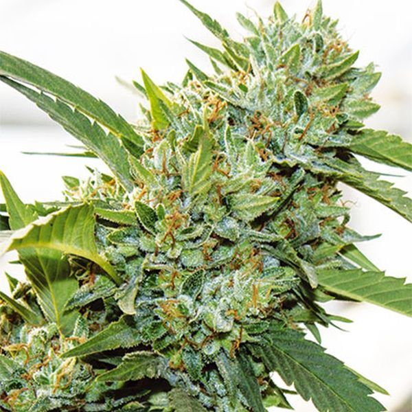Vision Kosher (Vision Seeds) Feminiserede