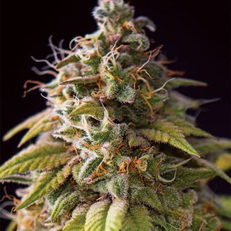 Caramel Monster (Vision Seeds) feminiserede cannabisfr&oslash;