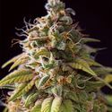 Caramel Monster (Vision Seeds) Feminiserede