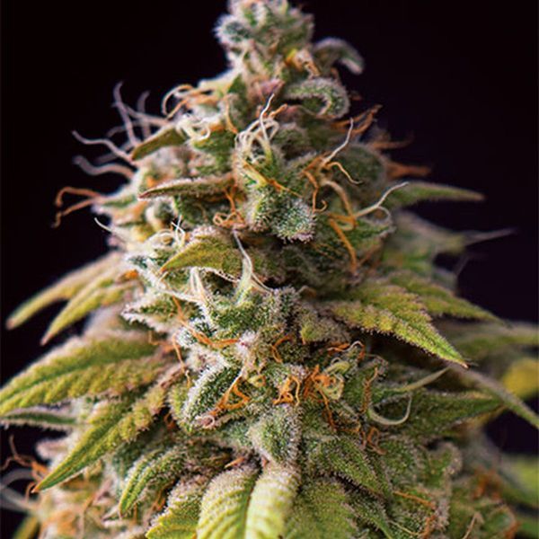 Caramel Monster (Vision Seeds) Feminiserede