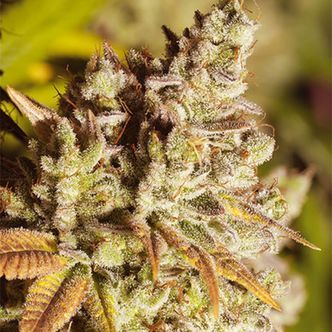Vision Gorilla (Vision Seeds) feminiserede