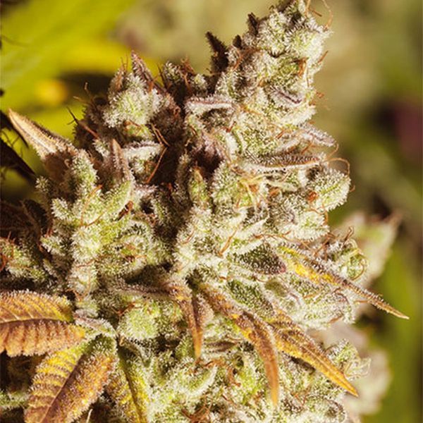 Vision Gorilla (Vision Seeds) Feminiserede